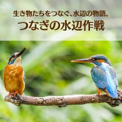 生き物たちをつなぐ、水辺の物語 つなぎの水辺作戦
