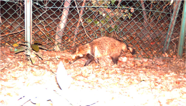 アニマルパスウェイ１