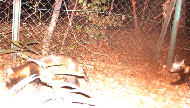 アニマルパスウェイ２