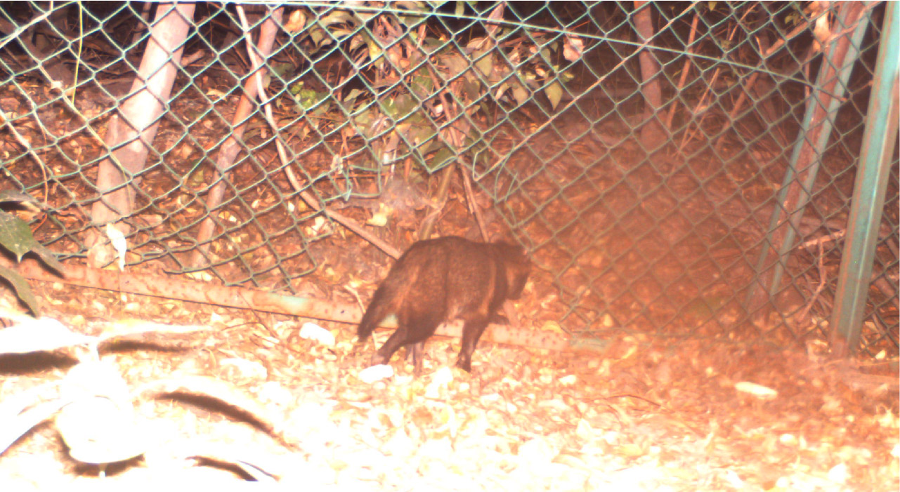 アニマルパスウェイ３