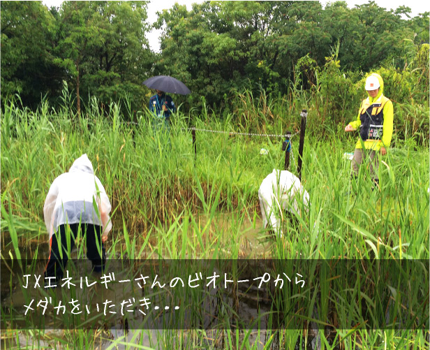 JXエネルギーさんのビオトープからメダカをいただき…