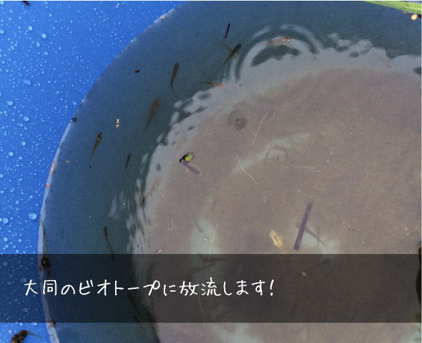 大同のビオトープに放流します！