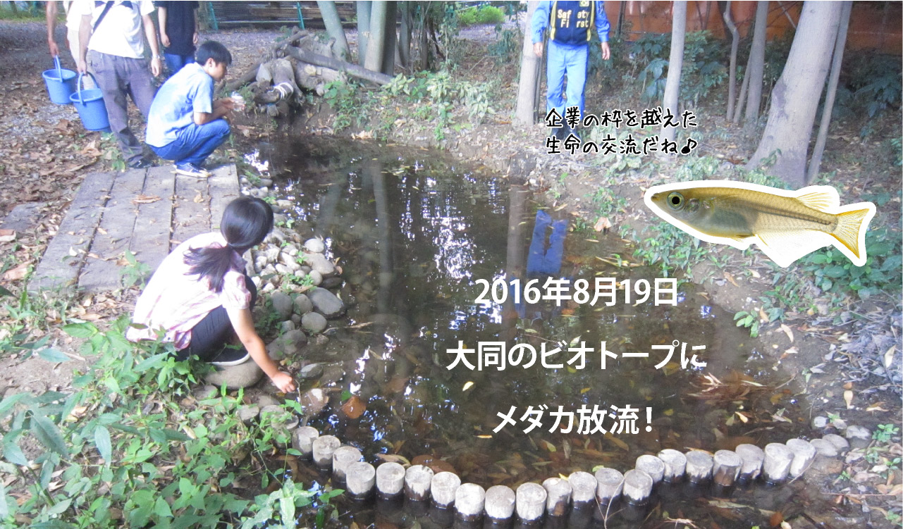 2016年8月19日 大同のビオトープにメダカ放流！ 企業の枠を超えた生命の交流だね♪