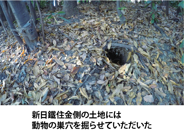 新日鐵住金側の土地には動物の巣穴を掘らせていただいた