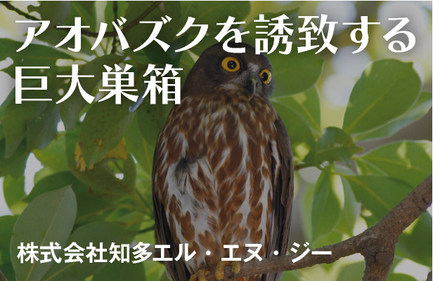 アオバズクを誘致する巨大巣箱 株式会社知多エル・ネヌ・ジー