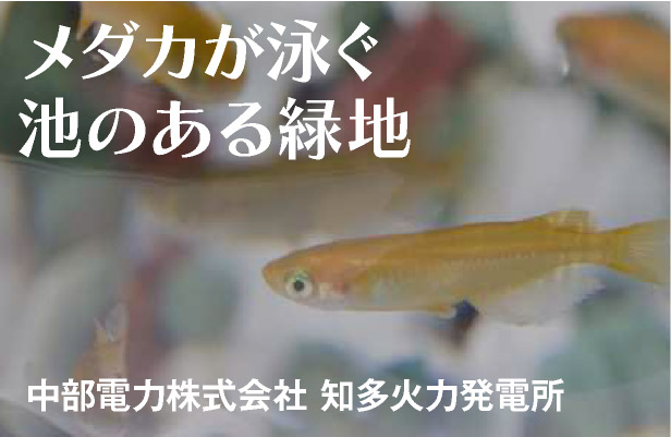 メダカが泳ぐ池のある緑地 中部電力株式会社 知多火力発電所