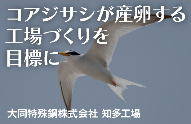 コアジサシが産卵する工場つくりを目標に 大同特殊鋼株式会社 知多工場
