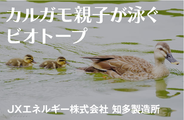 カルガモ親子が泳ぐビオトープ JXエネルギー株式会社 知多製造所