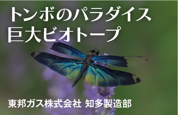 トンボのパラダイス 巨大ビオトープ 東邦ガス株式会社 知多製造部