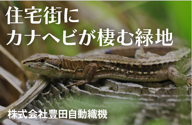 住宅街にカナヘビが棲む緑地 株式会社豊田自動織機