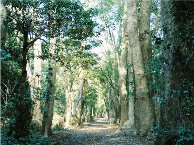 JXエネルギー株式会社 土壌