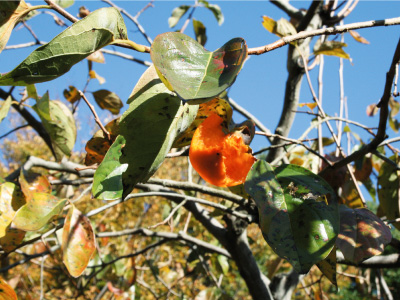 知多エル・エヌ・ジーイメージ