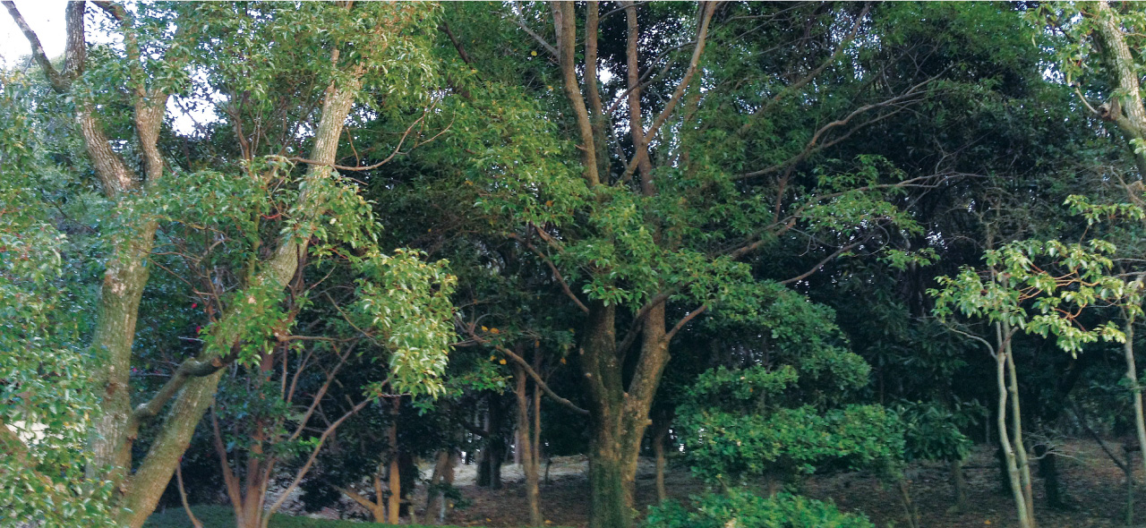 知多エル・エヌ・ジーイメージ