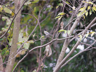 東邦ガスイメージ