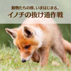動物たちの旅、今はじまる イノチの抜け道大作戦